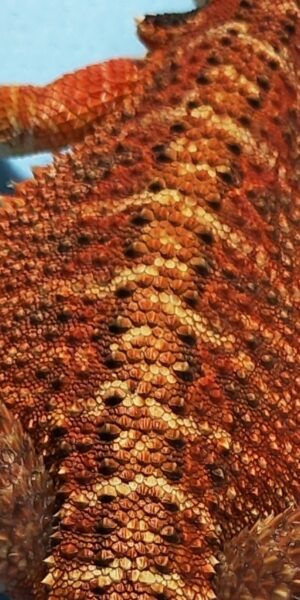 Standard csomag - SomoGyík