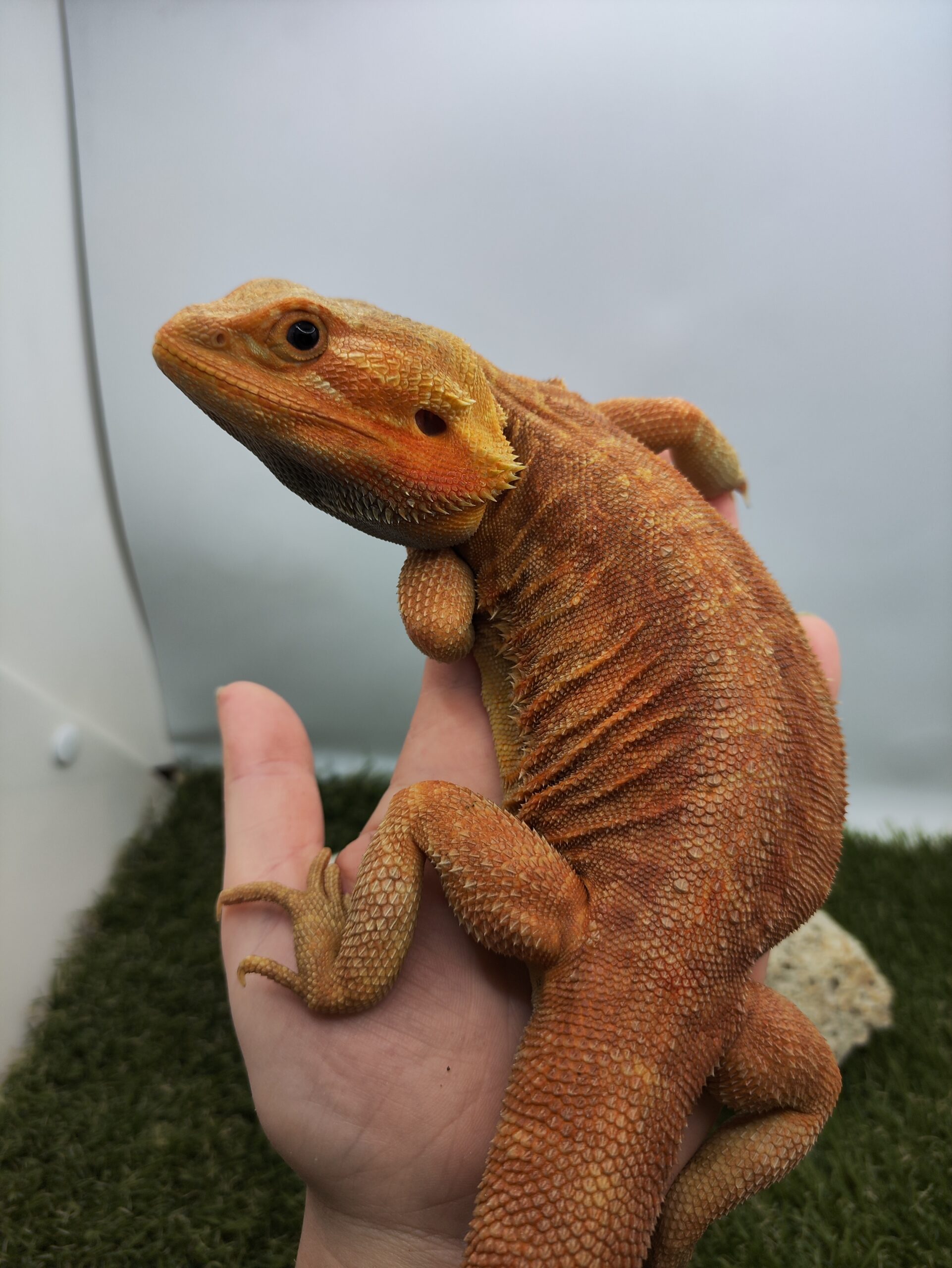 IMG 20250609 131800 scaled