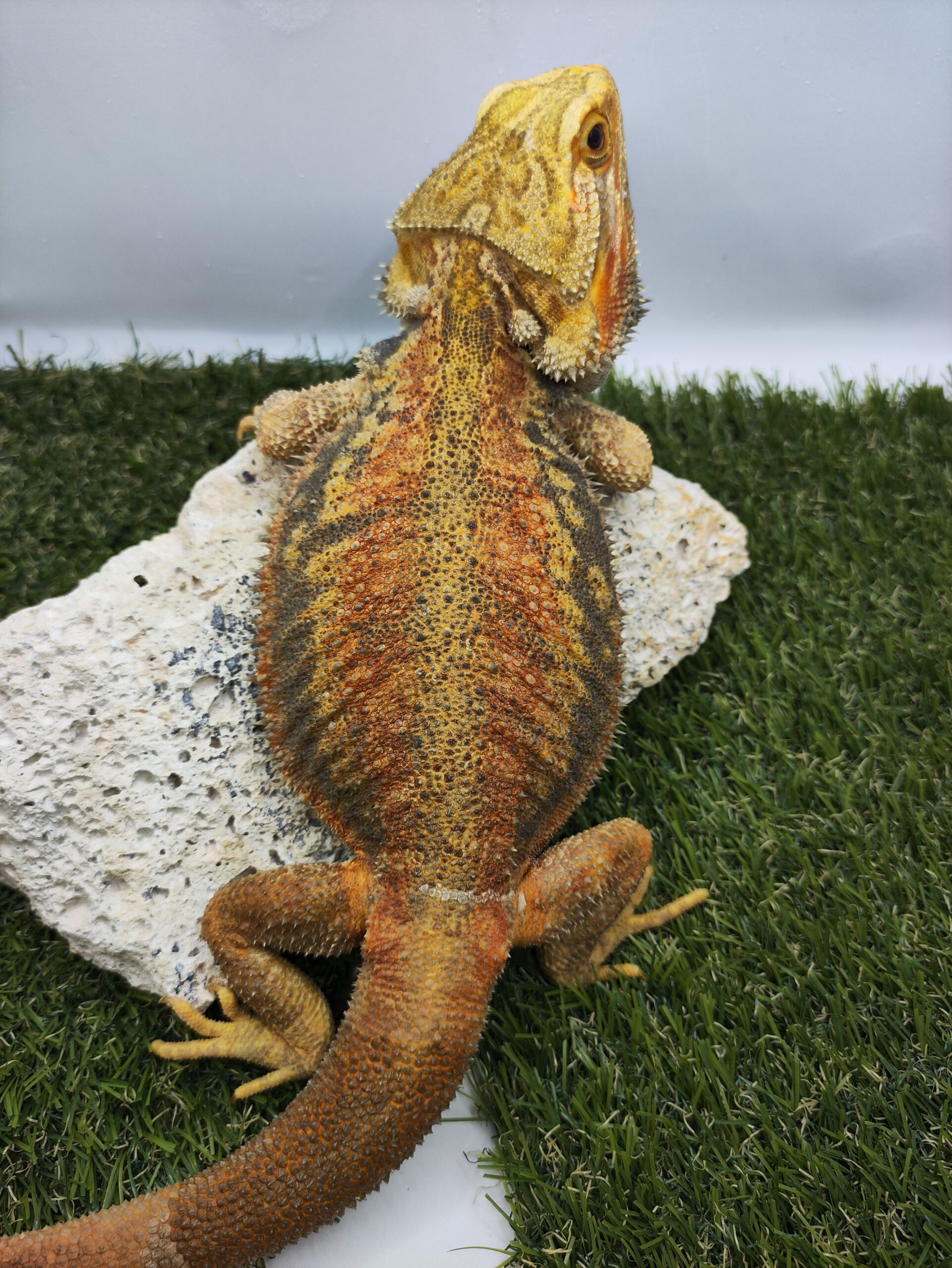 Desh | Hypo, Trans, Dunner Leatherback, Phantom Stripe hím szakállas agáma tenyészállat | SomoGyík