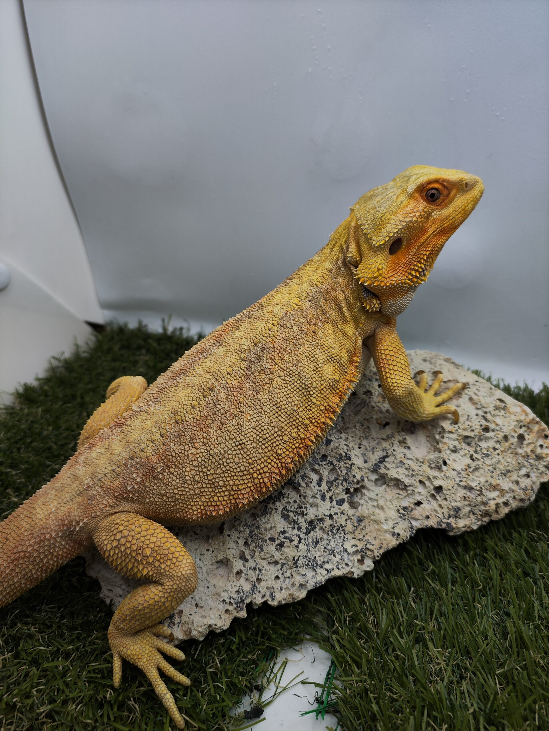 Yellow, Orange, Hypo, Leatherback szakállas agáma eladó a SomoGyík tenyészetből.
