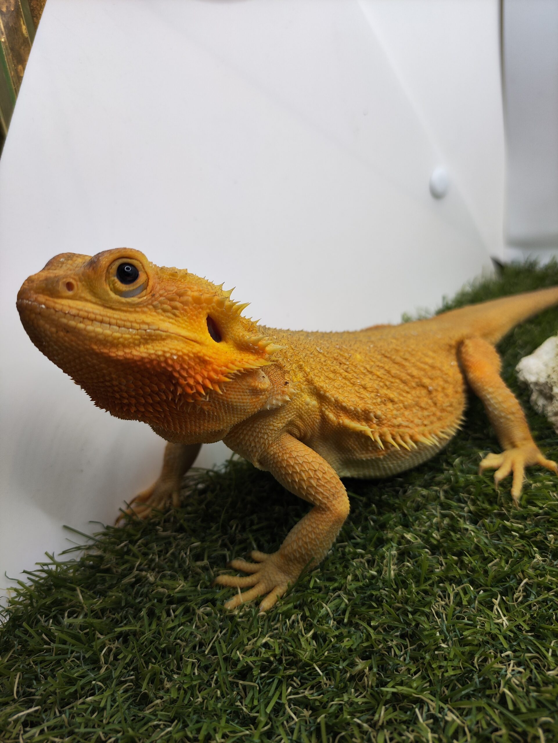 Dia | Orange, Hypo, Trans, Dunner, Witblits nőstény szakállas agáma tenyészállat | SomoGyík