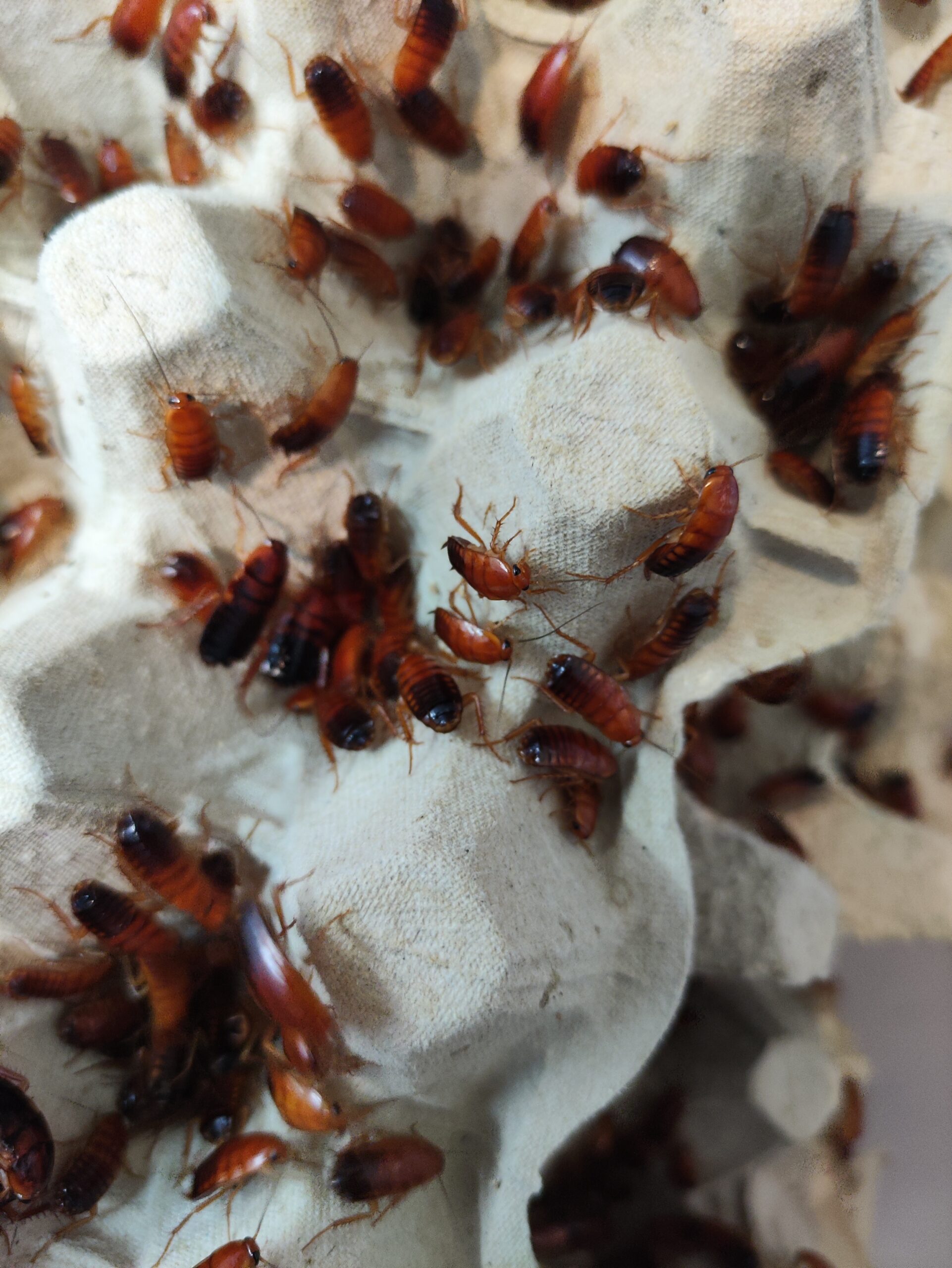 Csoki csótány | SomoGyík