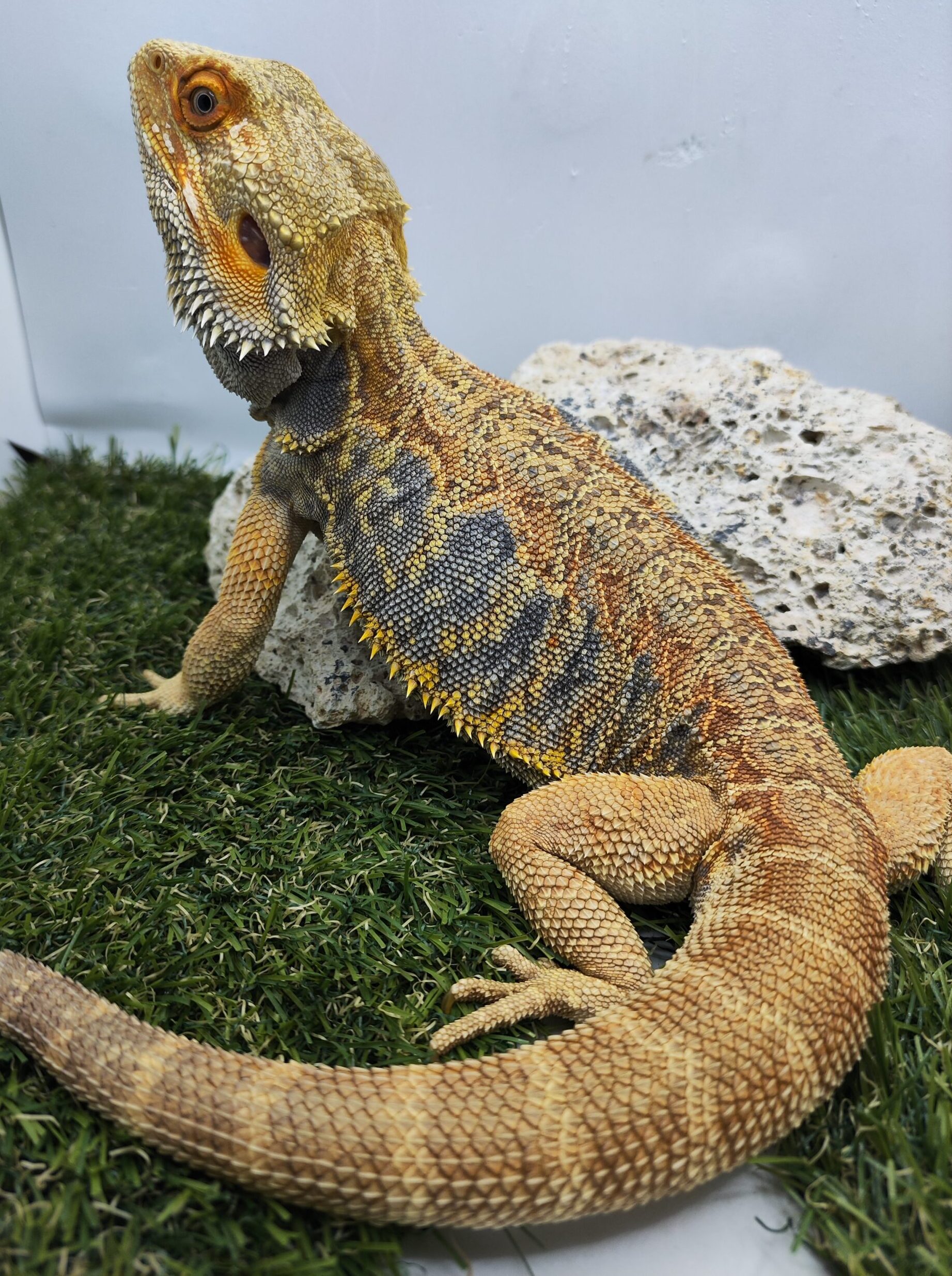 malwin e1765955585928