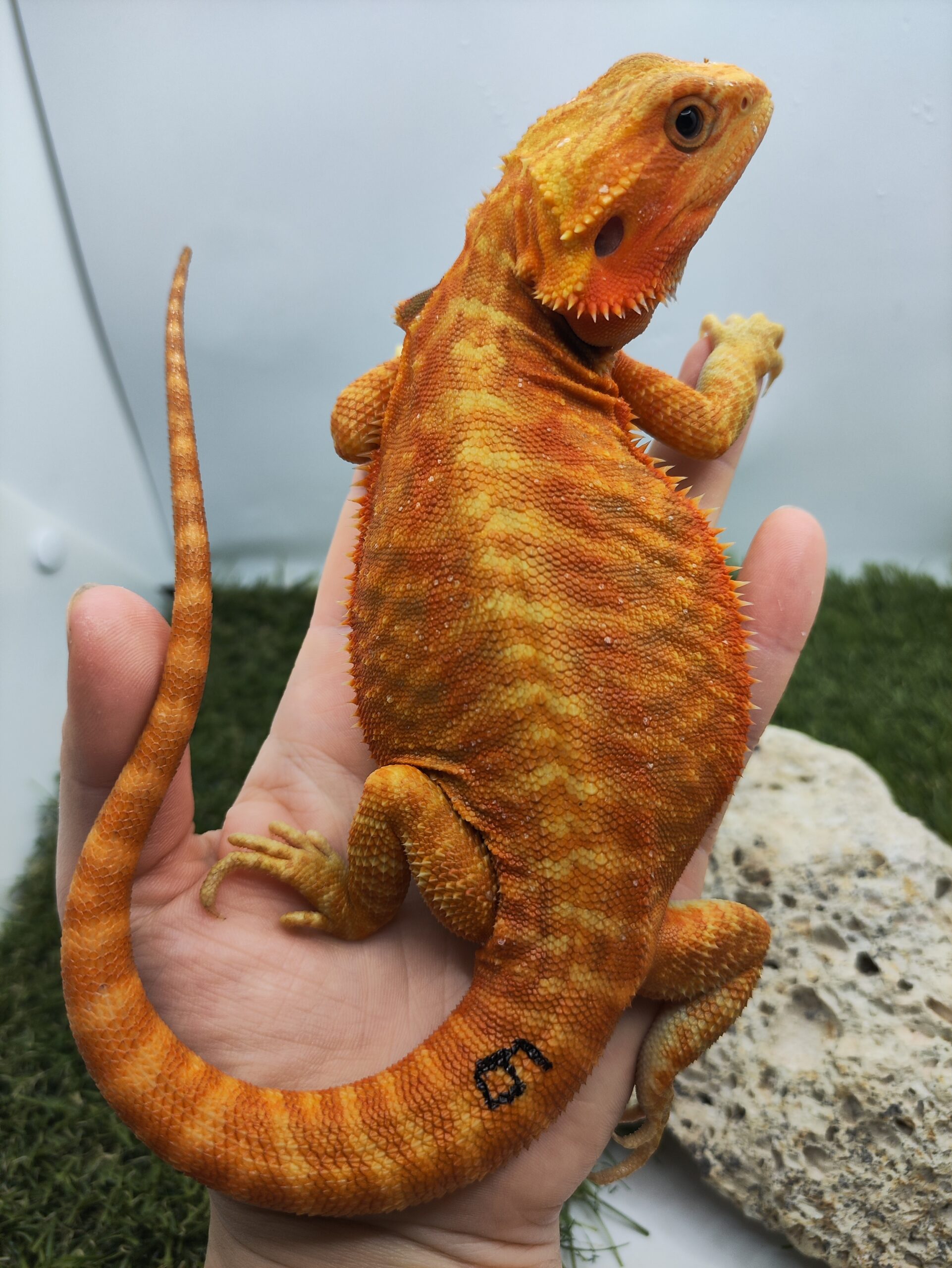 Szakállas agáma | SomoGyík (Orange, Leatherback, Hypo, Trans)