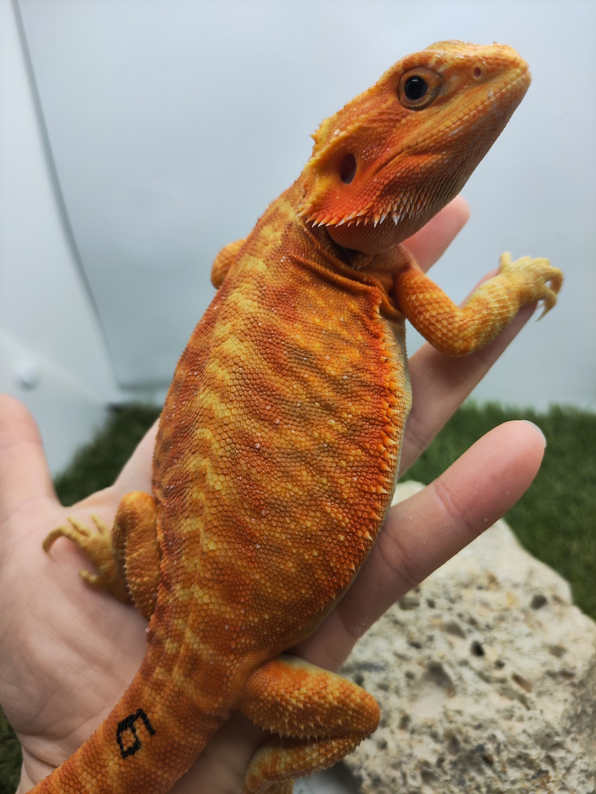 Szakállas agáma | SomoGyík (Orange, Leatherback, Hypo, Trans)