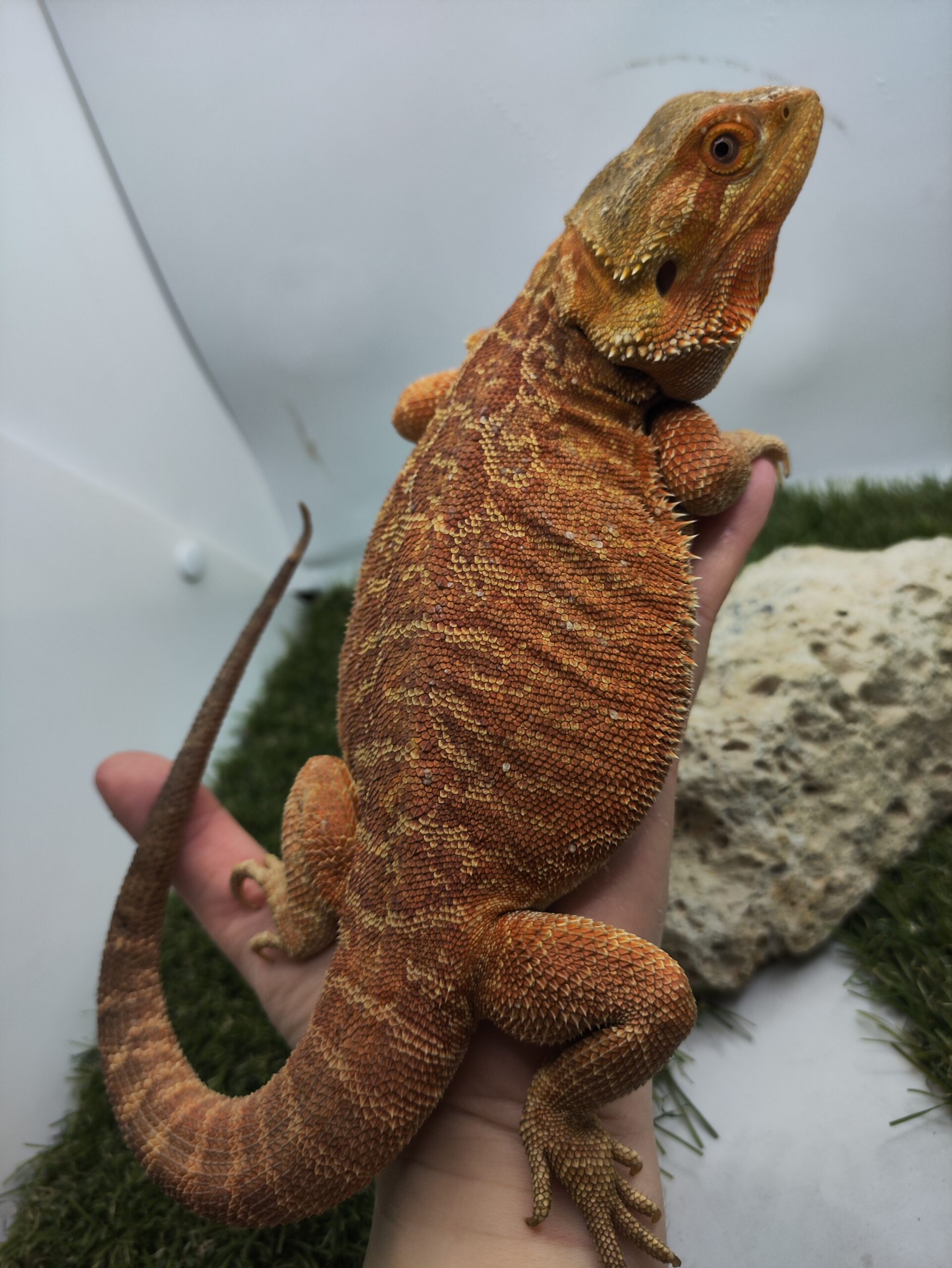 CW240602/03 - Orange, Hypo, Leatherback szakállas agáma - SomoGyík tenyészet