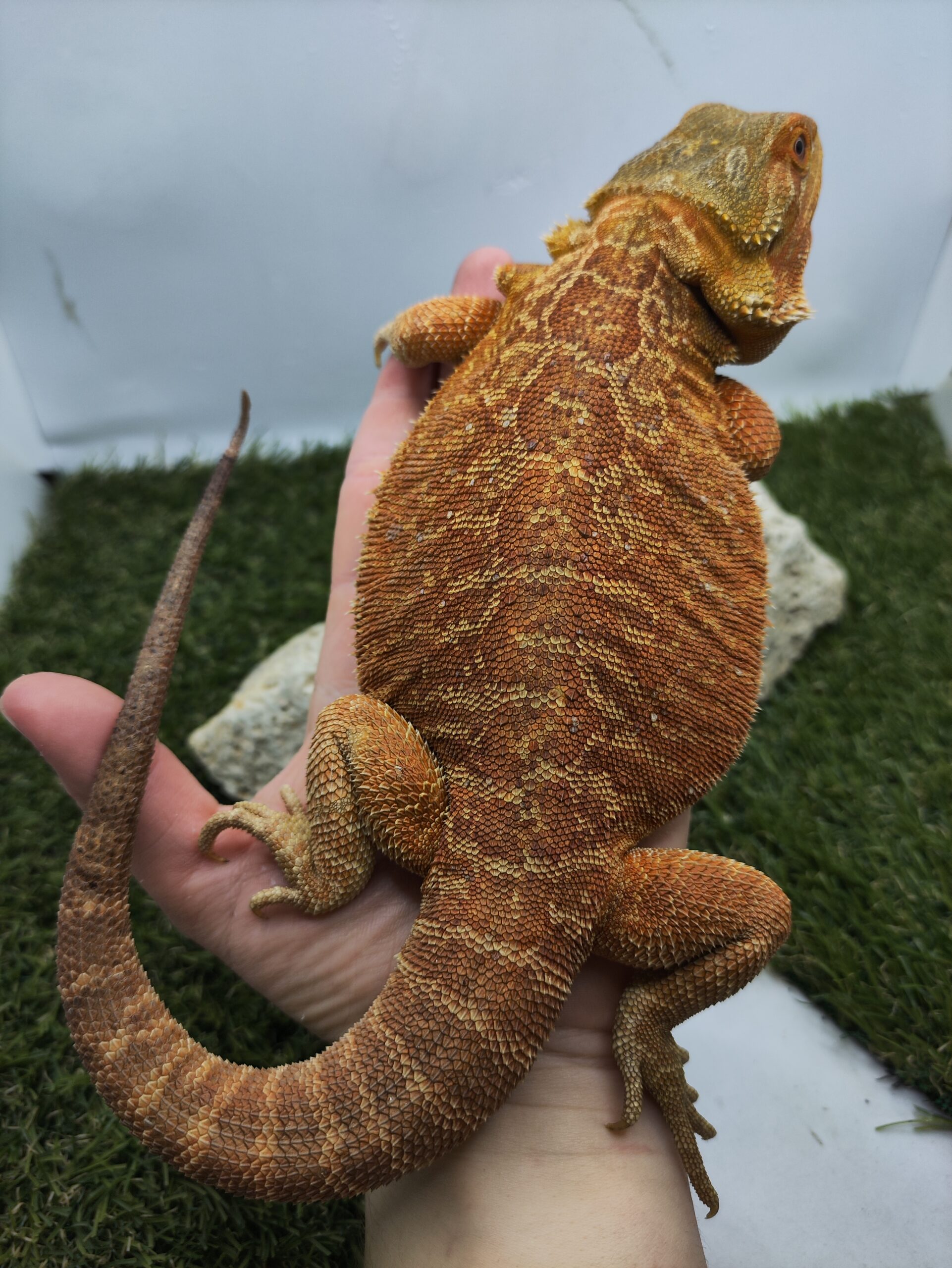 CW240602/03 - Orange, Hypo, Leatherback szakállas agáma - SomoGyík tenyészet