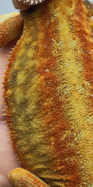 Dunner csomag + - SomoGyík