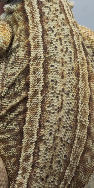 GS csomag - SomoGyík