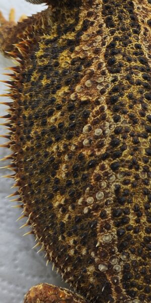 Dunner csomag - SomoGyík