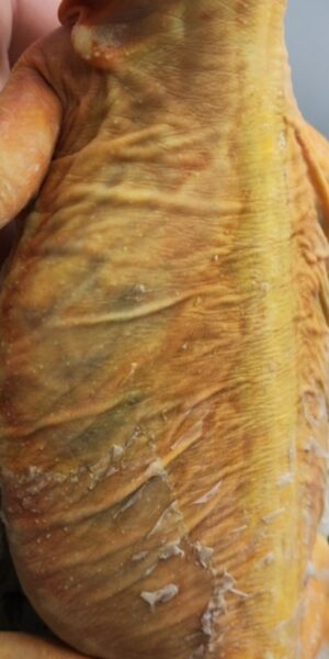 Silkback csomag - SomoGyík