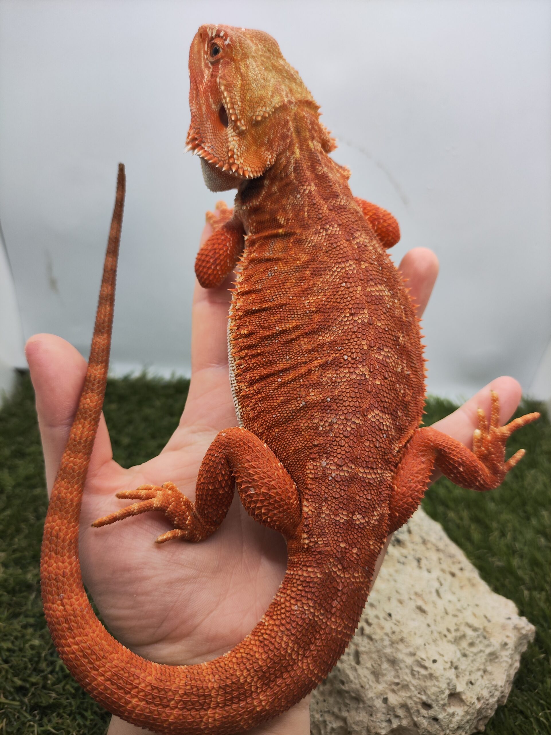 Szakállas agáma | SomoGyík (Red, Leatherback, Hypo, het WB) FS250715/V1