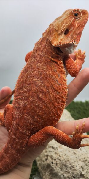 Szakállas agáma | SomoGyík (Red, Leatherback, Hypo, het WB) FS250715/V1