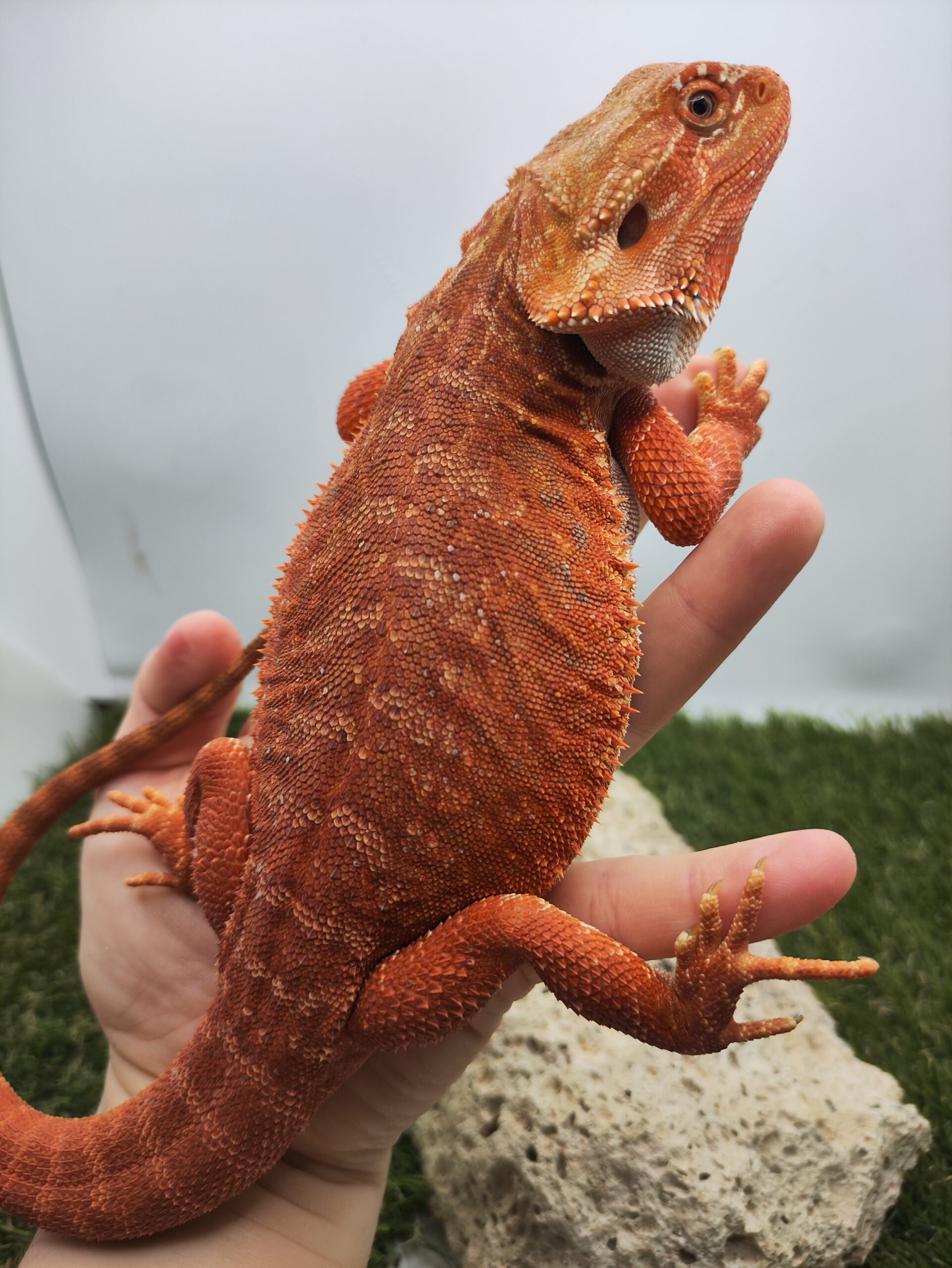 Szakállas agáma | SomoGyík (Red, Leatherback, Hypo, het WB) FS250715/V1