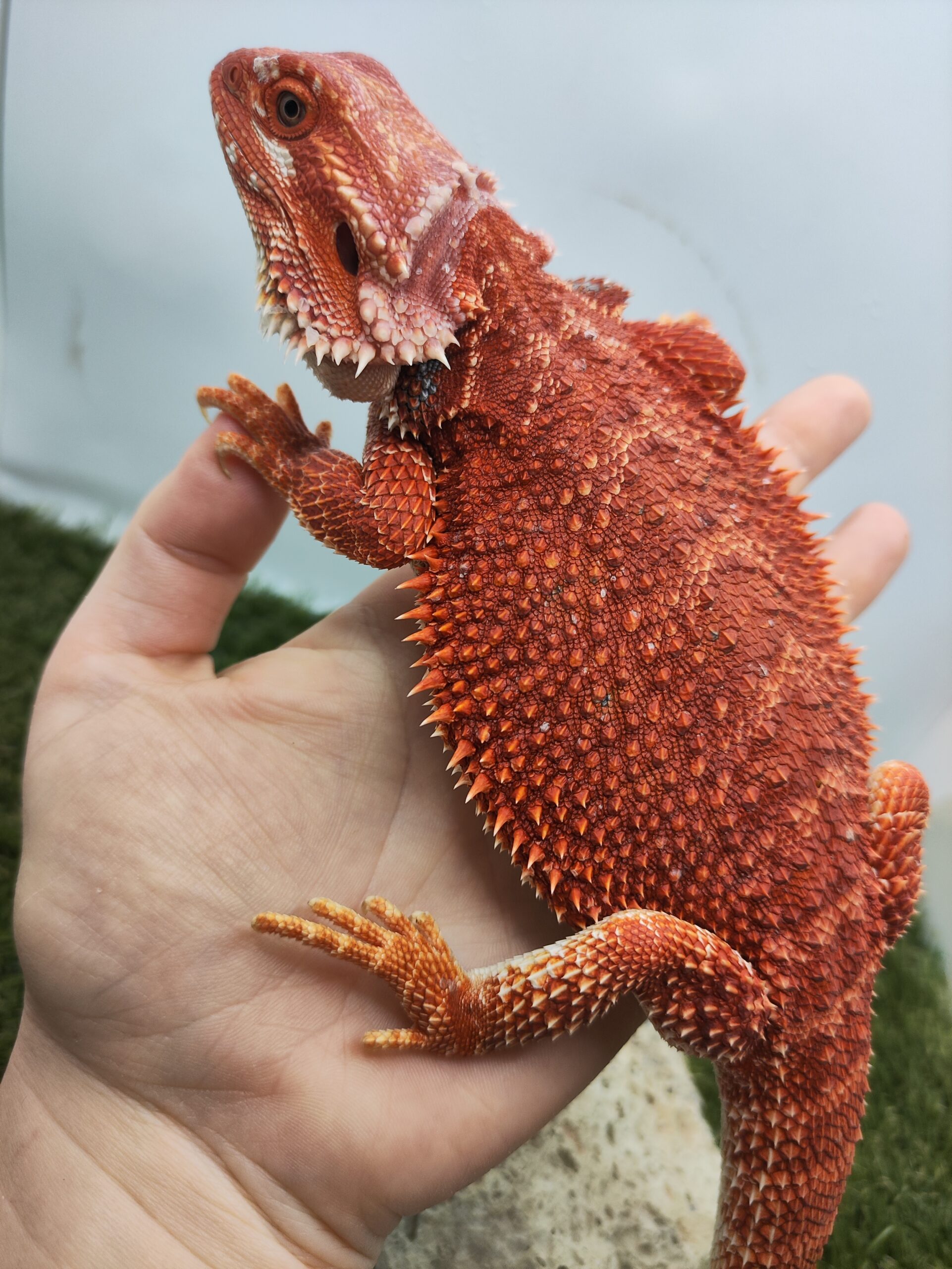 Szakállas agáma | SomoGyík (Red, Hypo, Blue) JR250708/03