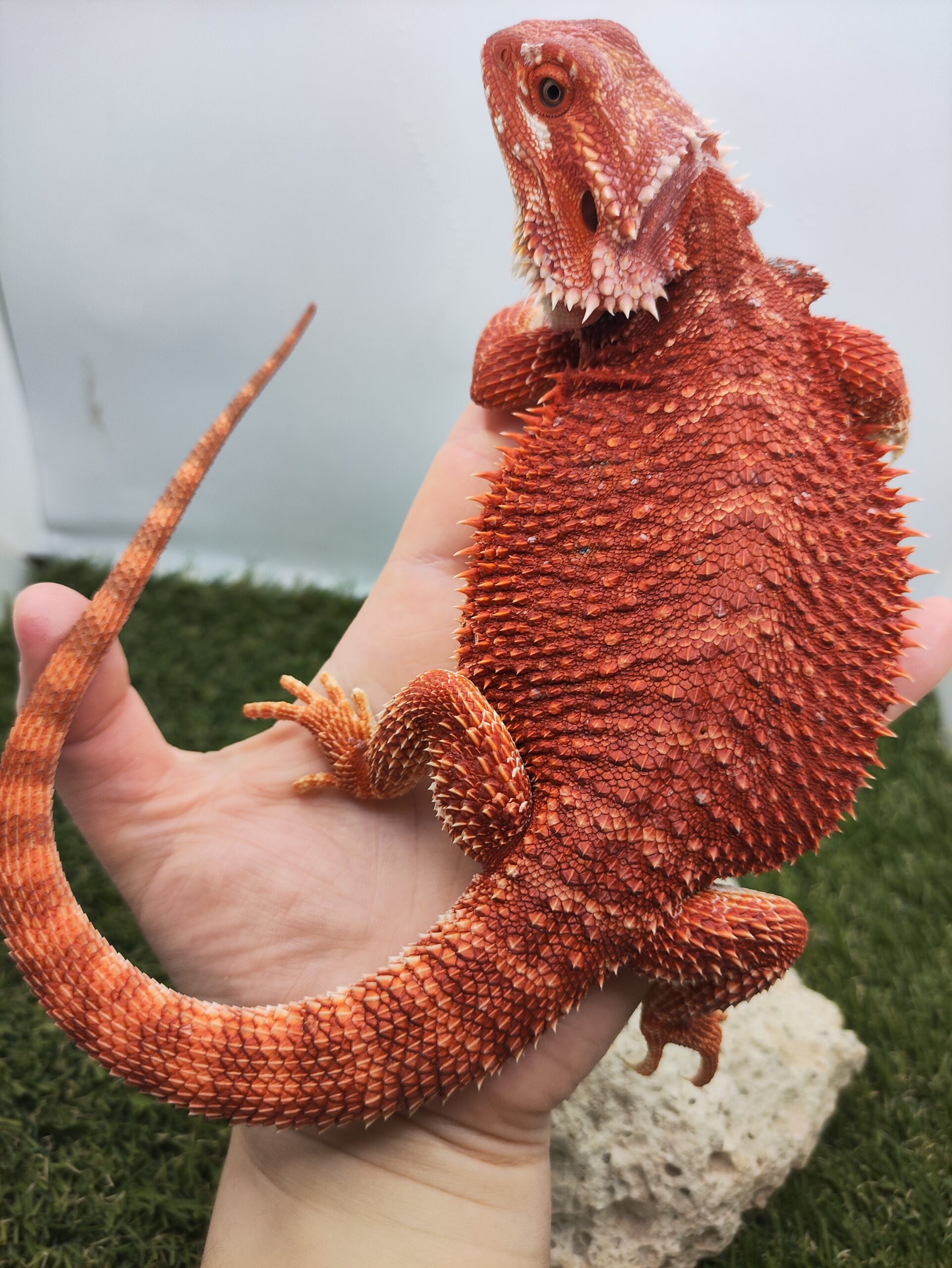 Szakállas agáma | SomoGyík (Red, Hypo, Blue) JR250708/03