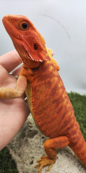 Szakállas agáma | SomoGyík (Red, Leatherback, Hypo, Trans) RS250706/02