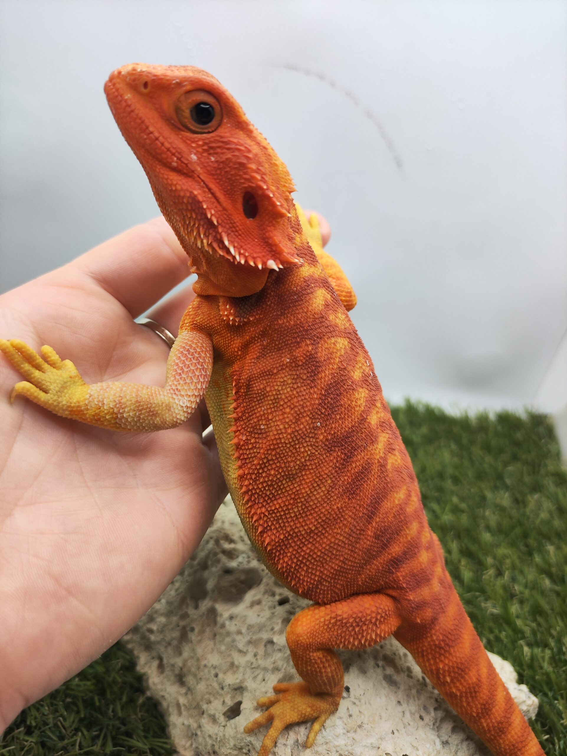 Szakállas agáma | SomoGyík (Red, Leatherback, Hypo, Trans) RS250706/02