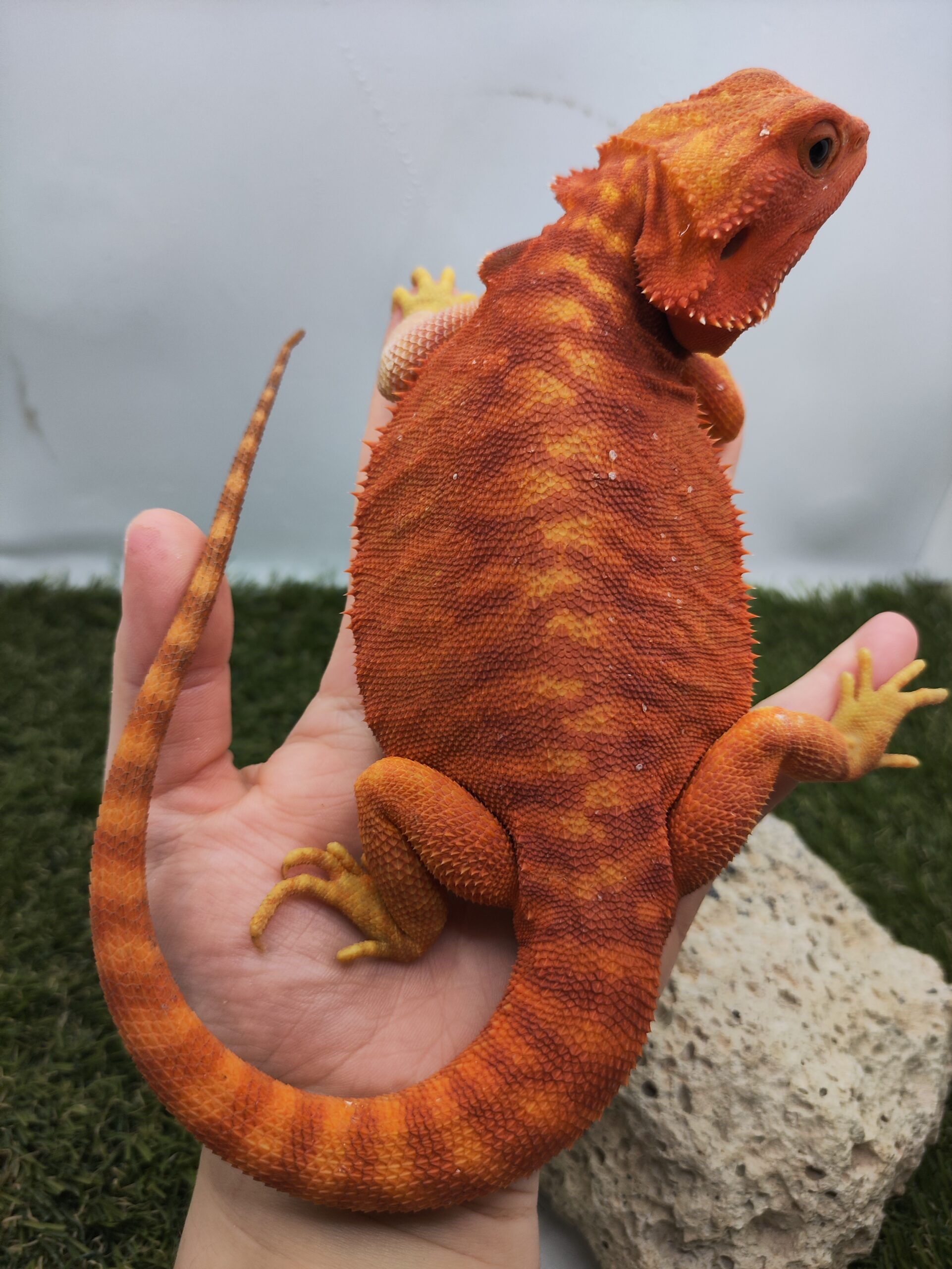 Szakállas agáma | SomoGyík (Red, Leatherback, Hypo, Trans) RS250706/02