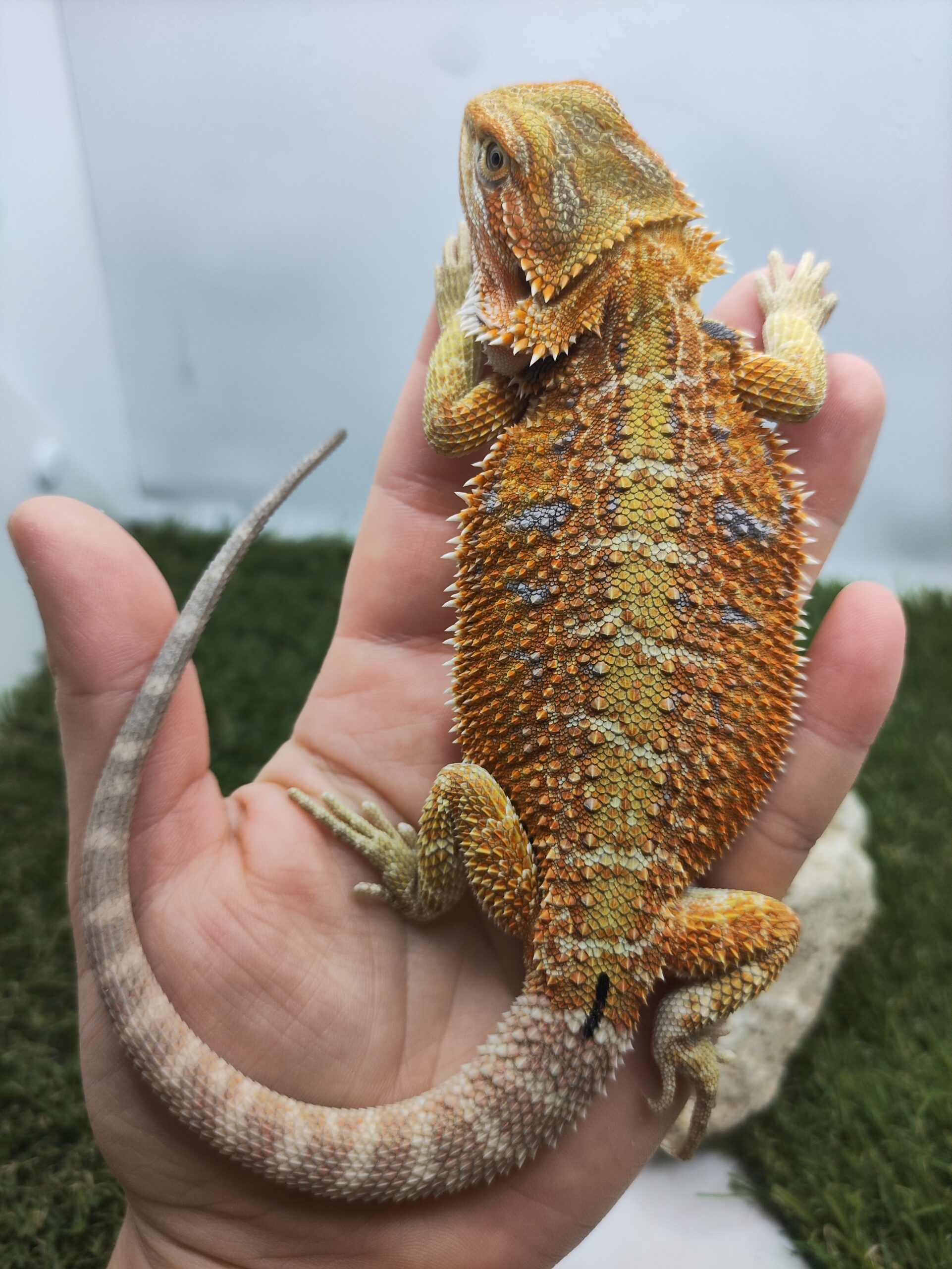 Szakállas agáma | SomoGyík (Blue Tiger, Genetic Stipe Hypo) HJ260506/01