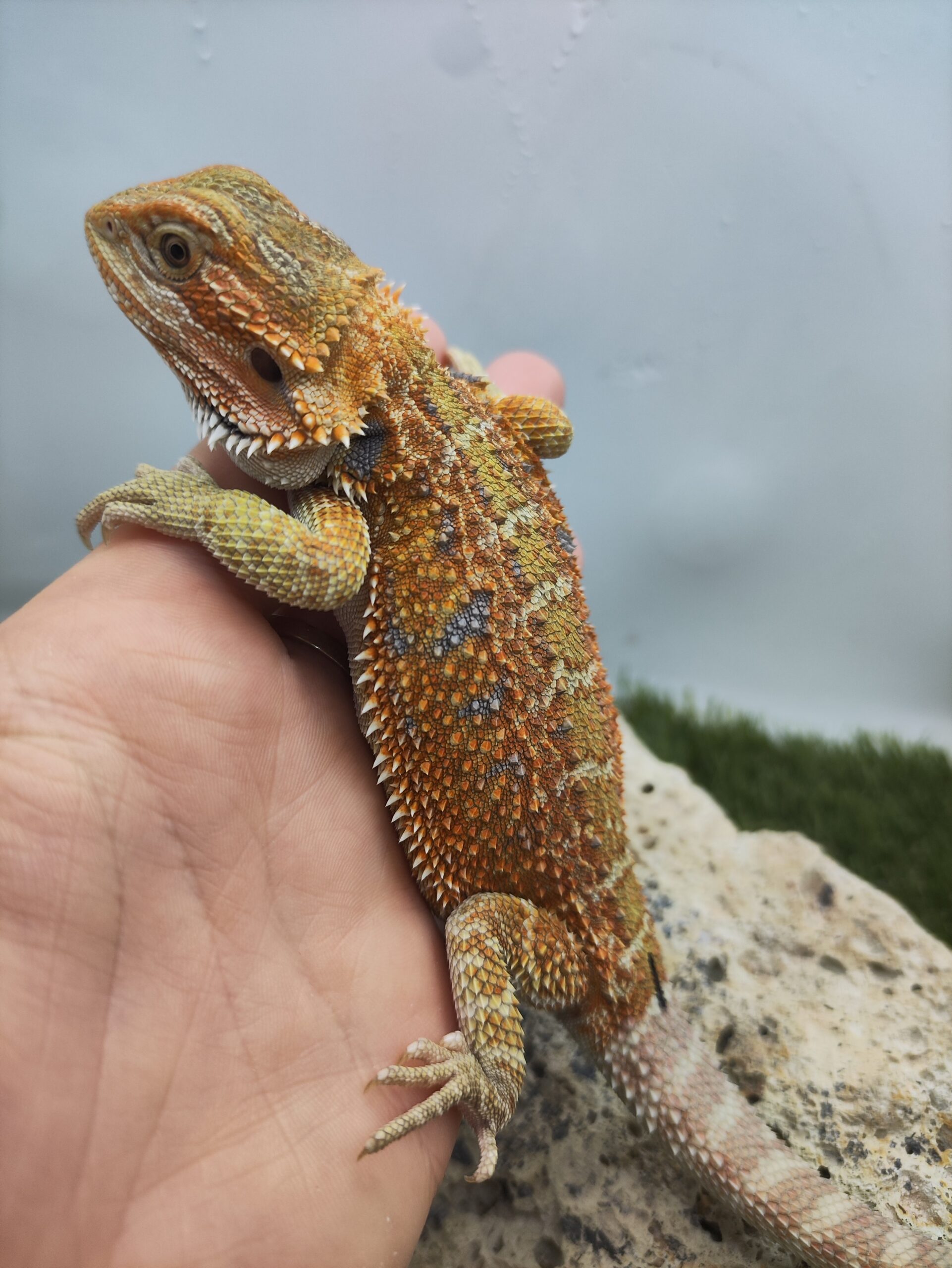 Szakállas agáma | SomoGyík (Blue Tiger, Genetic Stipe Hypo) HJ260506/01