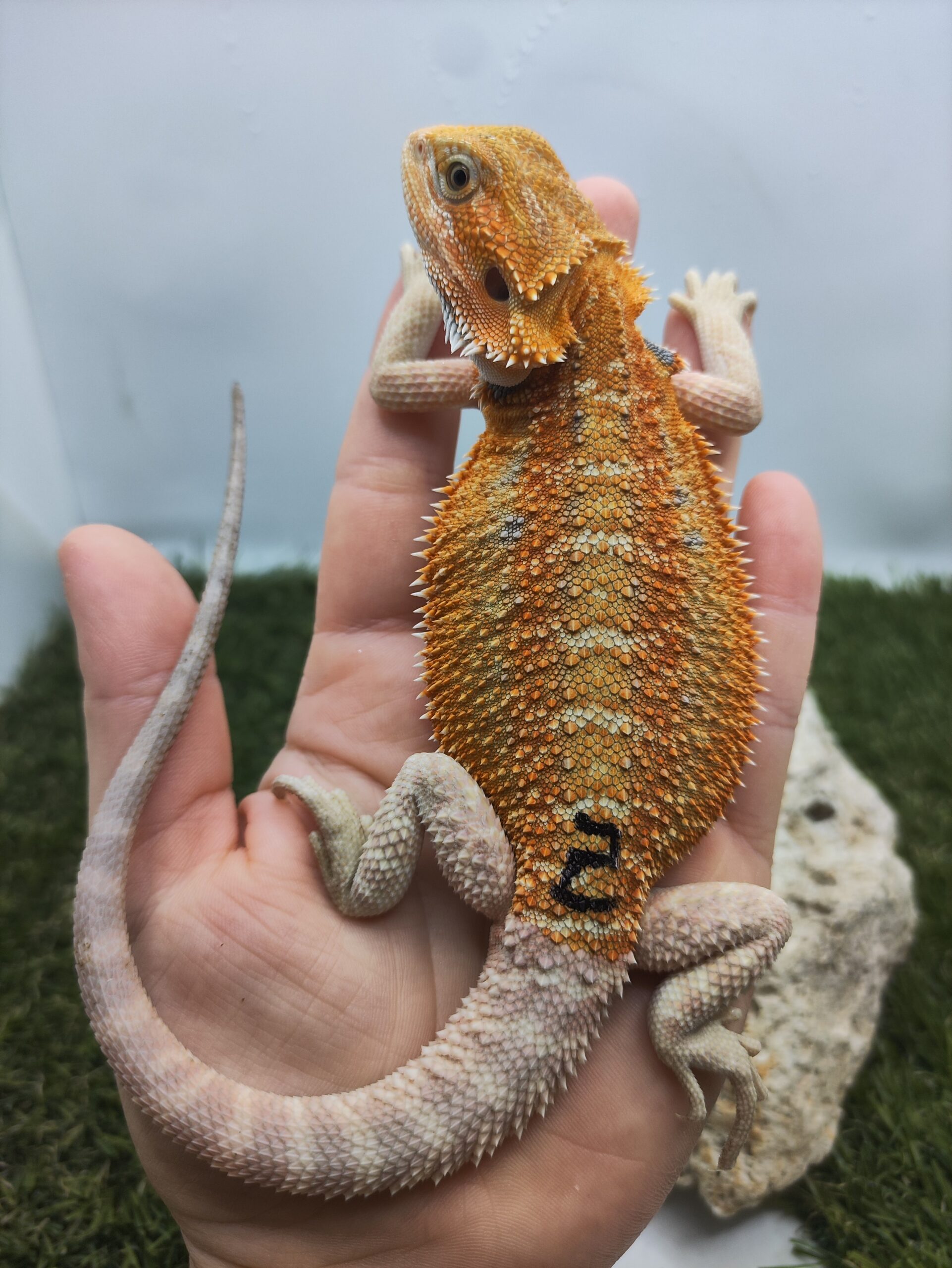 Szakállas agáma | SomoGyík (Blue Tiger, Genetic Stipe Hypo) HJ260506/02