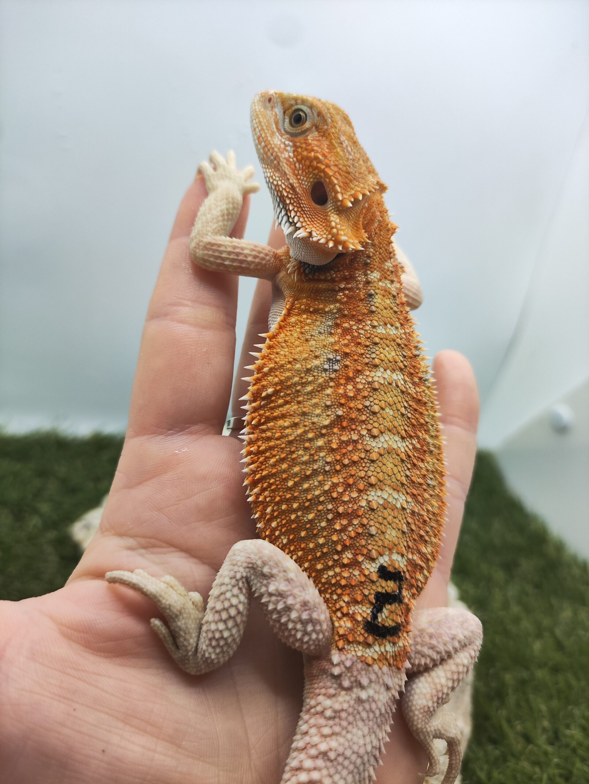 Szakállas agáma | SomoGyík (Blue Tiger, Genetic Stipe Hypo) HJ260506/02