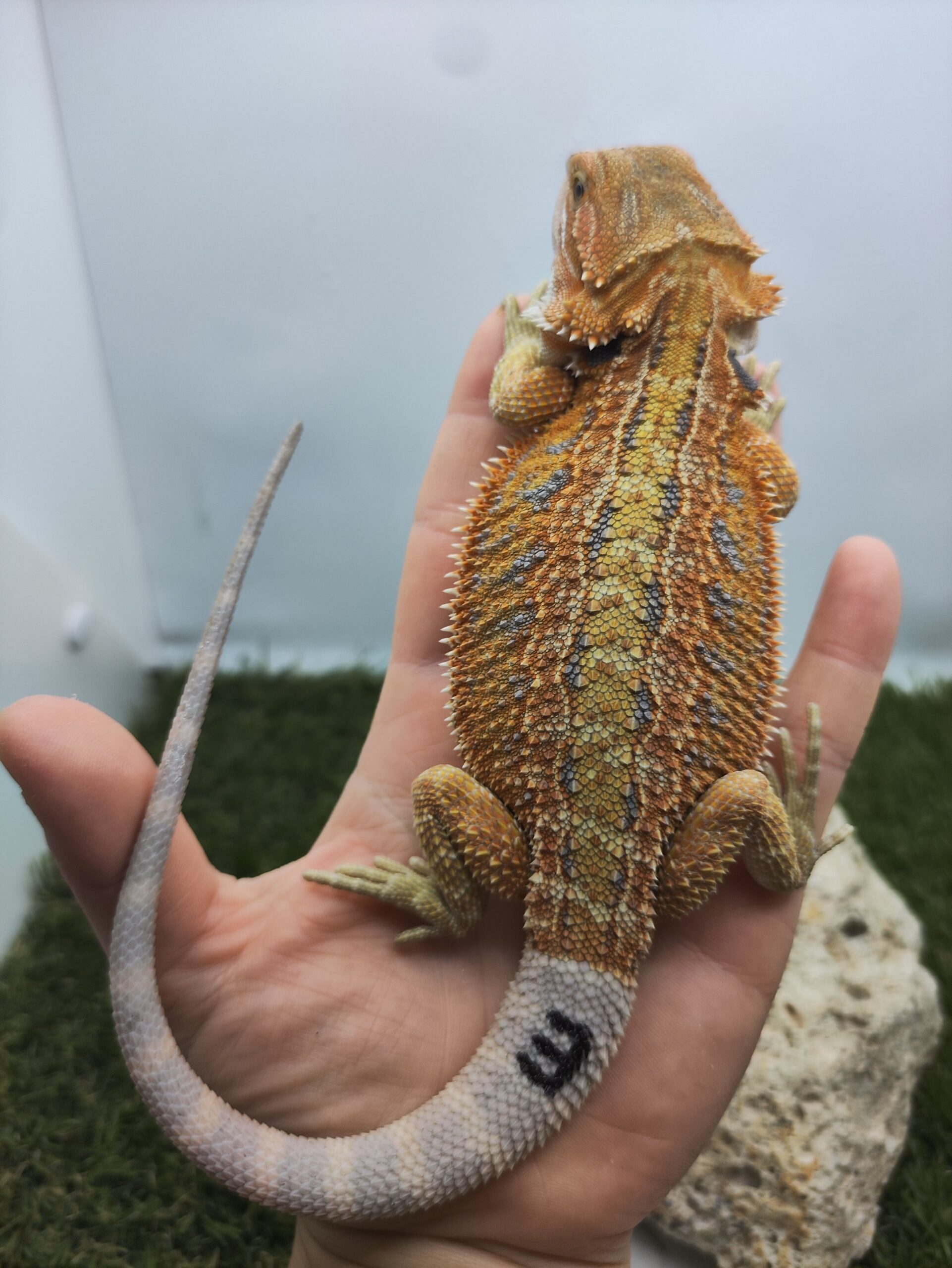 Szakállas agáma | SomoGyík (Blue Tiger, Genetic Stipe Hypo) HJ260506/03