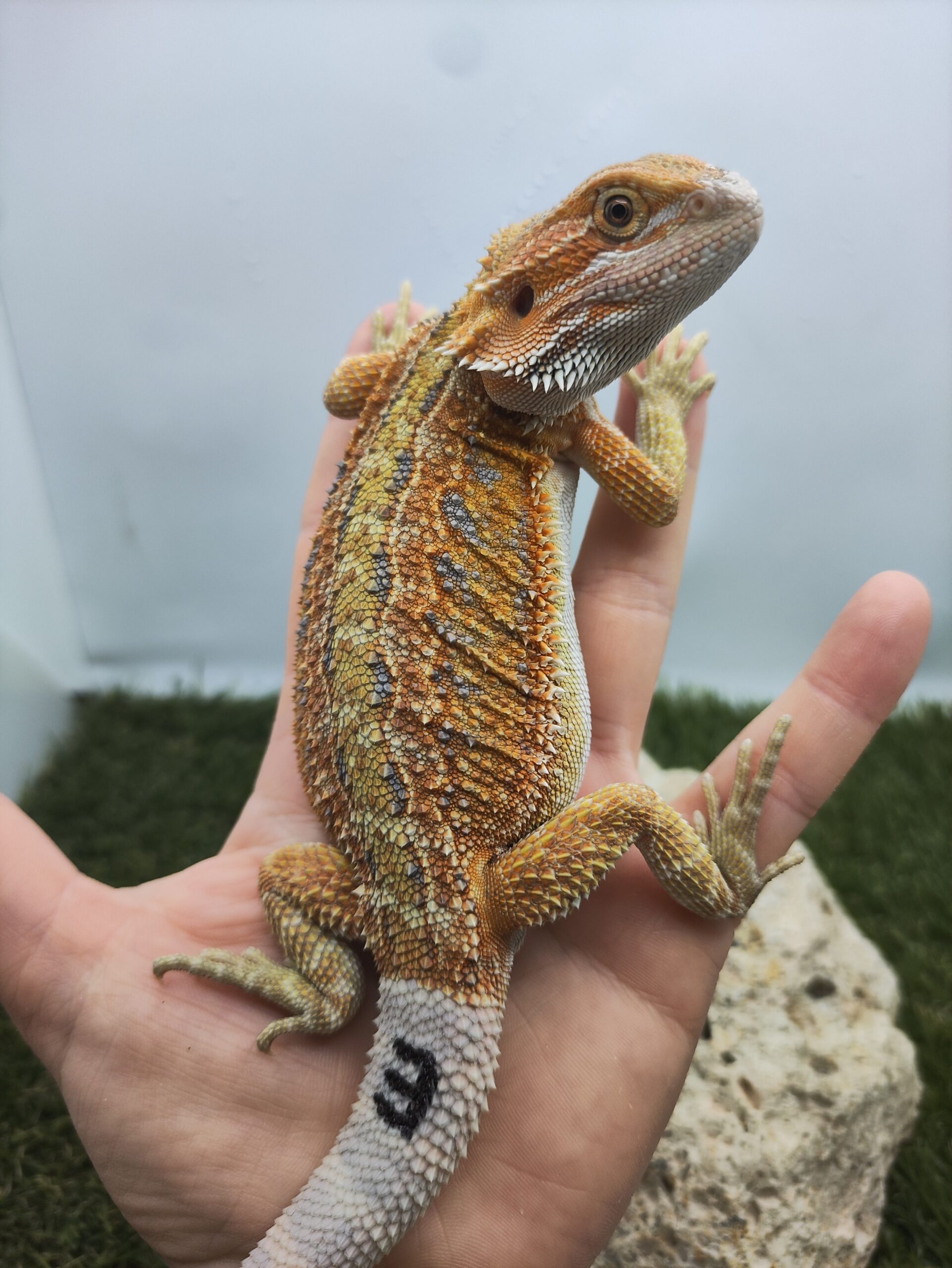 Szakállas agáma | SomoGyík (Blue Tiger, Genetic Stipe Hypo) HJ260506/03