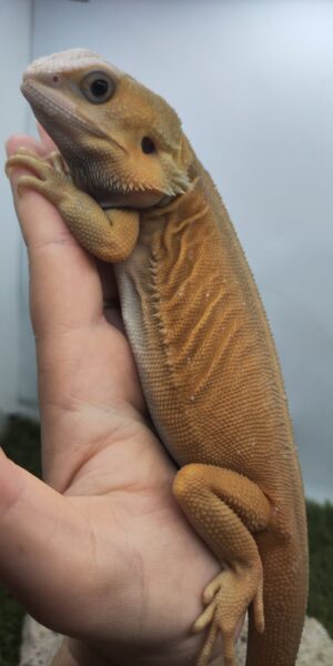Szakállas agáma | SomoGyík (Witblits, Hypo, Trans, Leatherback) IH260405/04
