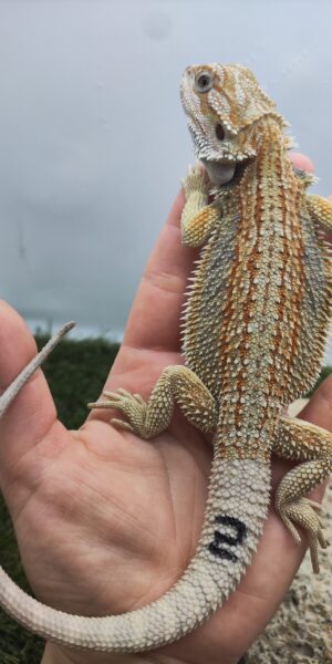 Szakállas agáma | SomoGyík (Yellow, Genetic Stripe, Hypo) ZG260512/02