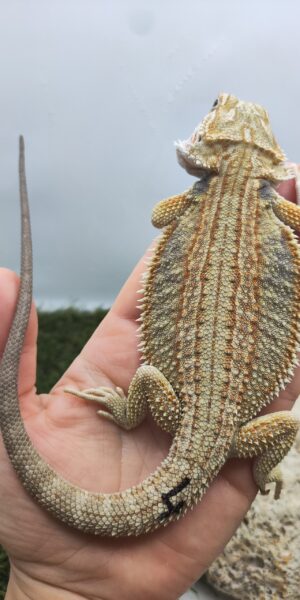 Szakállas agáma | SomoGyík (Yellow, Genetic Stripe, Hypo) ZG260512/04