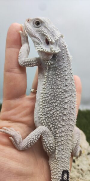 Szakállas agáma | SomoGyík (Zero, Hypo) ZG260512/09
