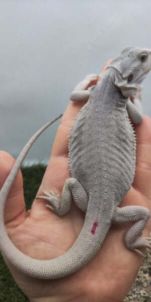 Szakállas agáma | SomoGyík (Zero, Leatherback,Hypo) ZG260512/11