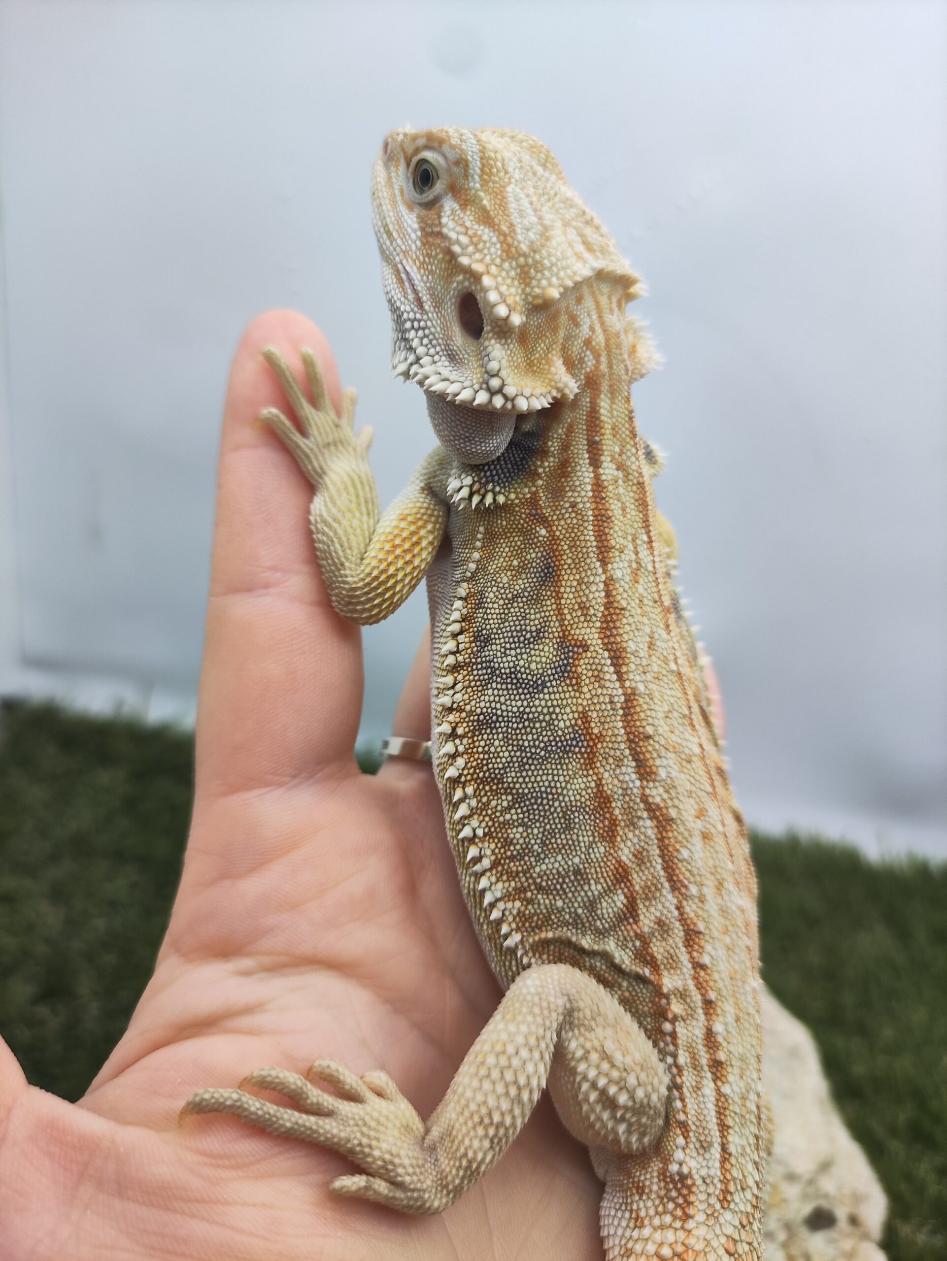 Szakállas agáma | SomoGyík (Genetic Stripe, Leatherback, Hypo) ZG260512/15