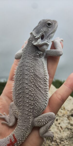 Szakállas agáma | SomoGyík (Zero, Hypo) ZG260512/17