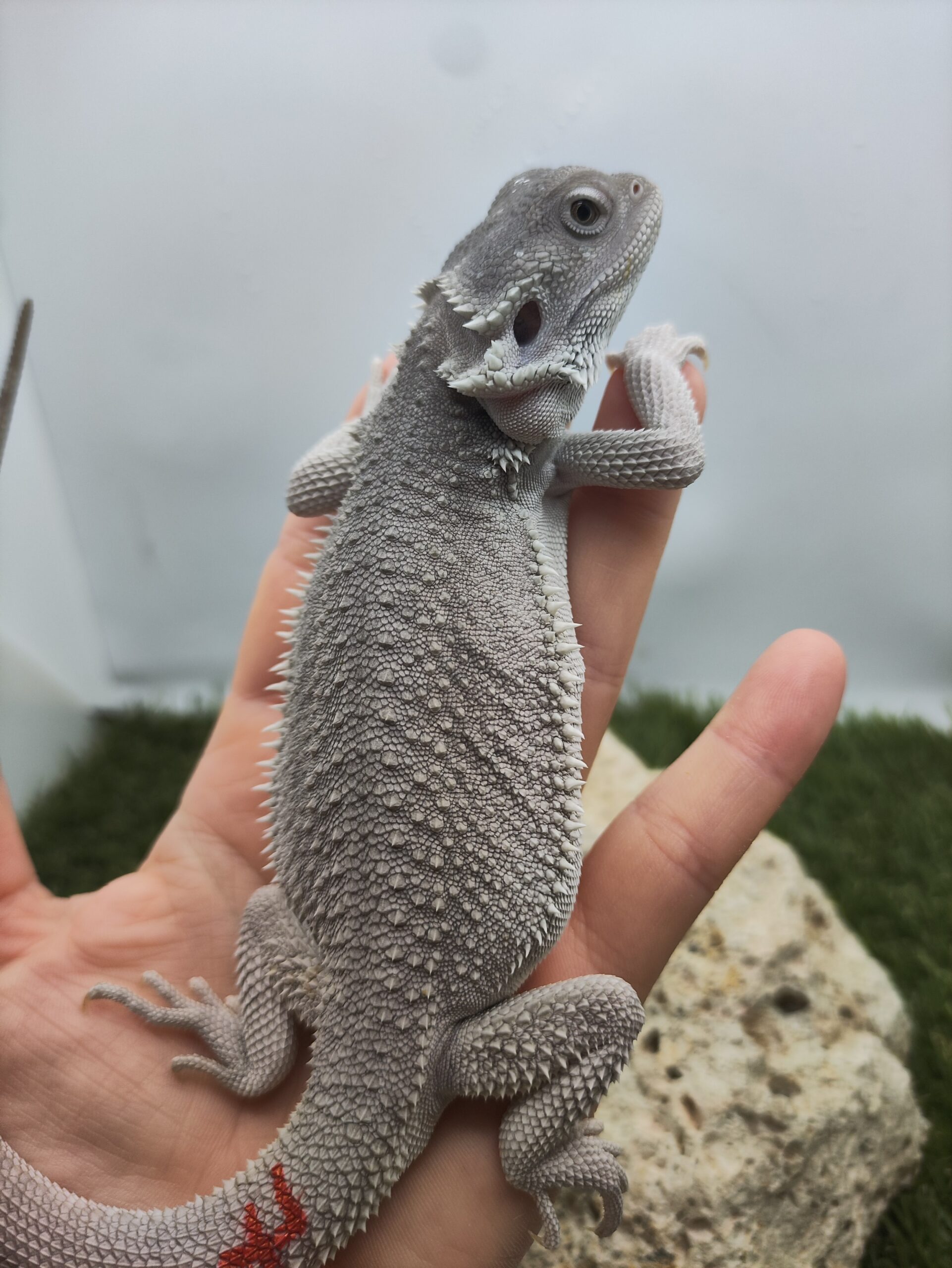 Szakállas agáma | SomoGyík (Zero, Hypo) ZG260512/17