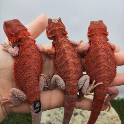 Extreme red szakállas agámák - SomoGyík